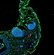 Laser scanning confocal microscope