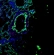 Fluorescence confocal microscope